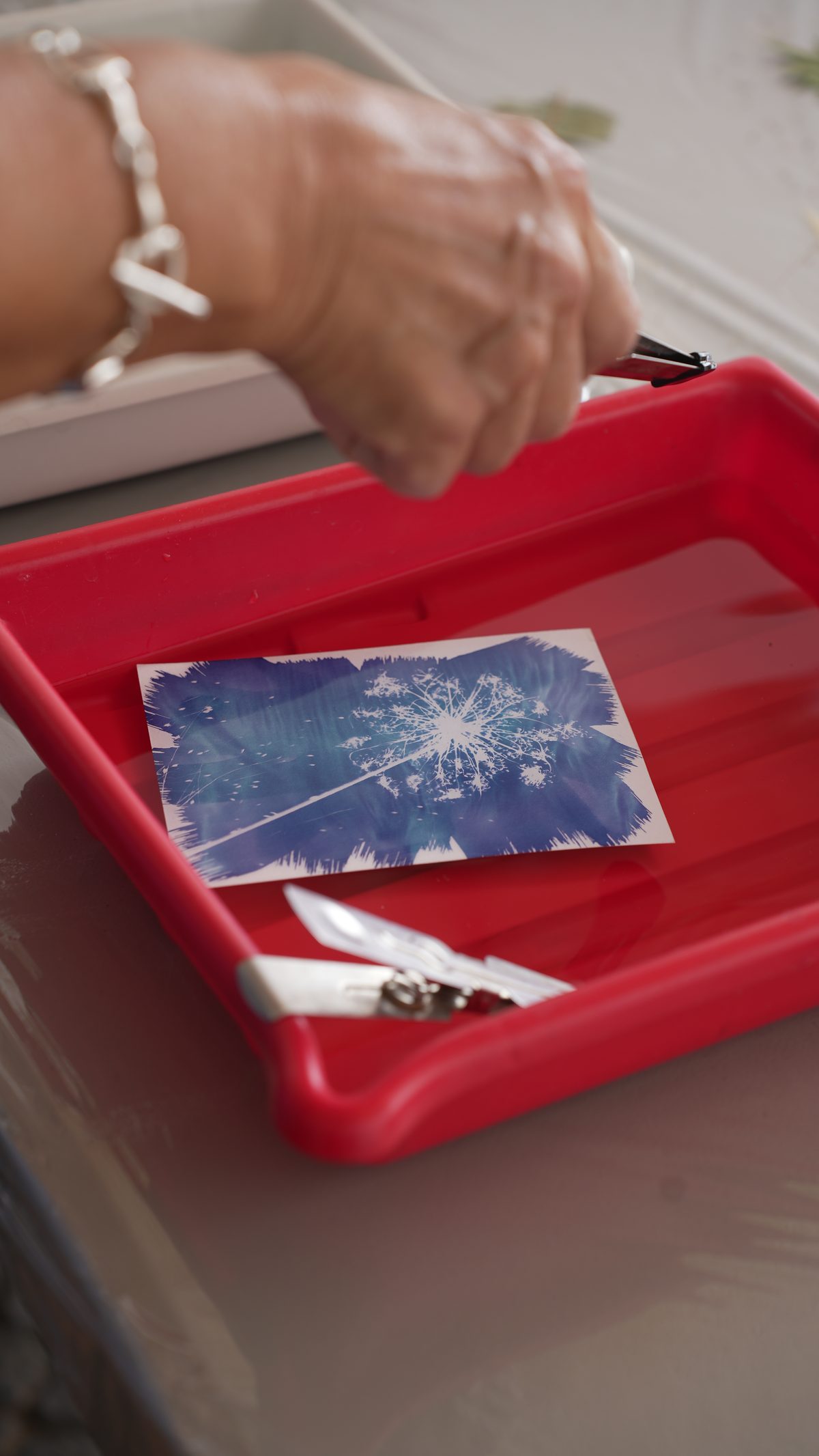 Cyanotype with Algarve Flora