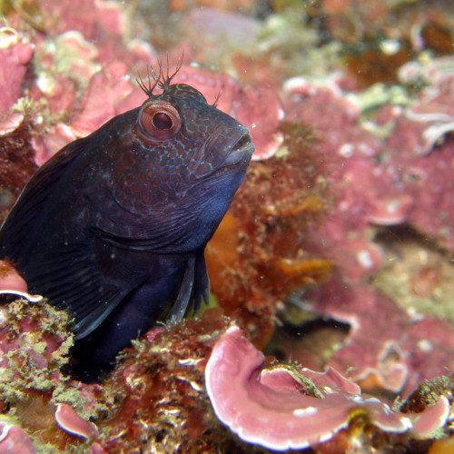 Workshop “WeOcean: the Planetary Organism”