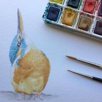 Workshop de Ilustração da natureza - Aves em aguarela
