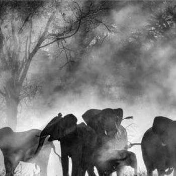 Documentary Film Club: Ghost Elephants